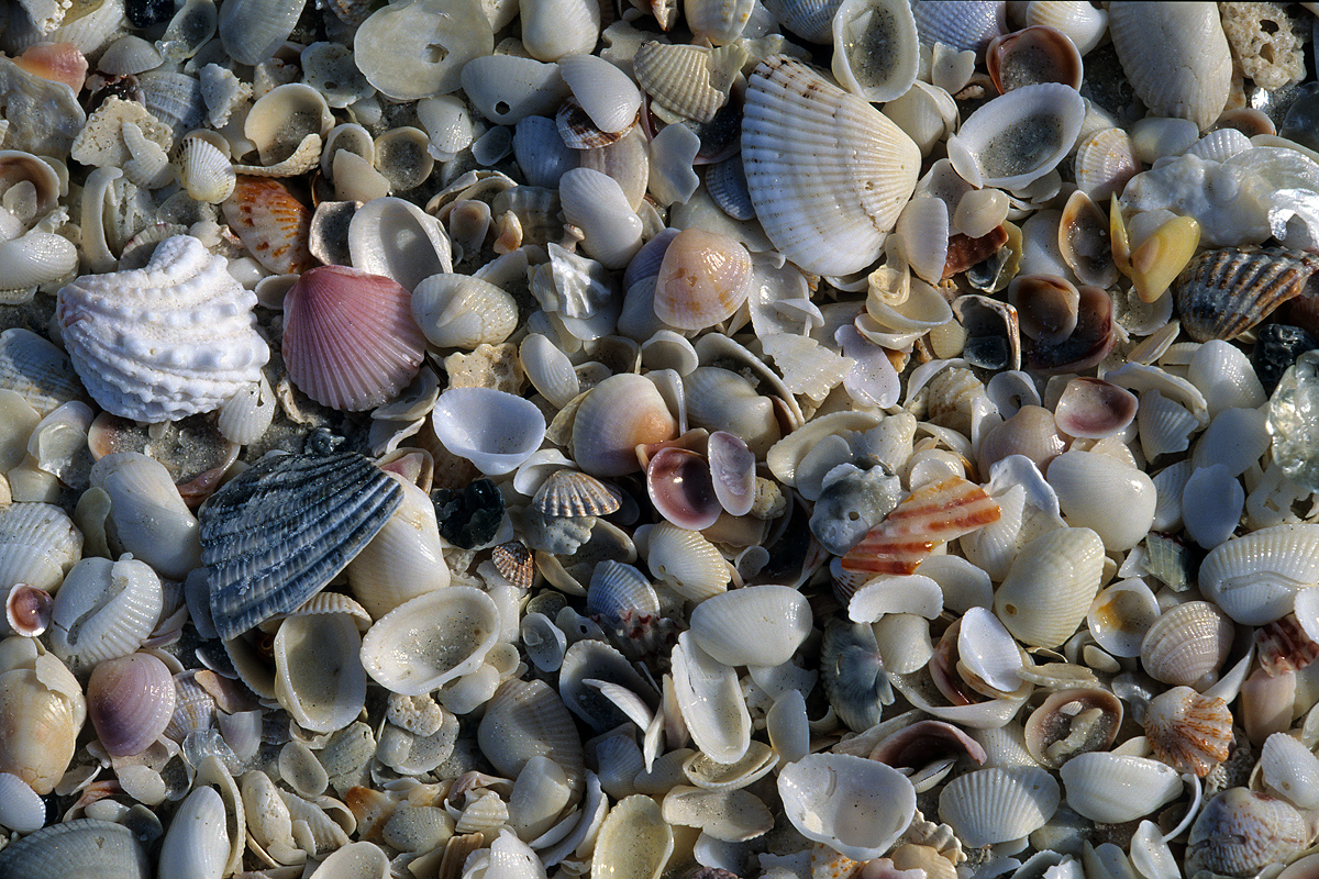 Finding sea shells on the beach. Low tide shelling on Fort Myers Beach Florida.